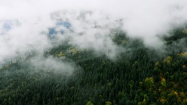 Dağlardaki Yağmurlu Hava 'dan sonra havadan çekim. Puslu Sis Çam Ağacı Ormanı 'nı silip süpürüyor. Misty Day 'deki dağ tepelerindeki Spruce Ormanı ağaçlarının hava görüntüleri. Güzel Sonbahar Ormanı 'nda sabah sisi.