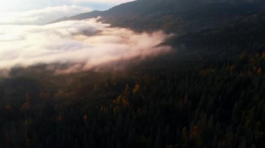 Hava manzarası: İnanılmaz Kalın Sabah Sisi Dağları Kaplıyor Baharat ve Ladin Ormanı.