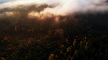 Hava manzarası: İnanılmaz Kalın Sabah Sisi Dağları Kaplıyor Baharat ve Ladin Ormanı.