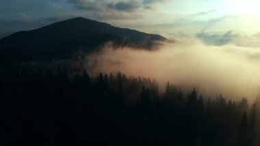 Hava manzarası: İnanılmaz Kalın Sabah Sisi Dağları Kaplıyor Baharat ve Ladin Ormanı.