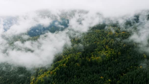 Letecký záběr po deštivém počasí v horách. Mlhavá mlha vanoucí nad lesem borovic. Letecké záběry smrkových lesů na horských kopcích v Misty Day. Ranní mlha v překrásném podzimním lese.