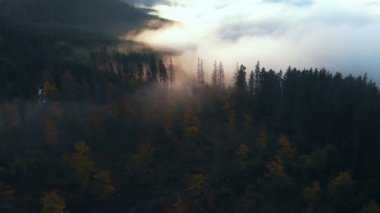 Hava manzarası: İnanılmaz Kalın Sabah Sisi Dağları Kaplıyor Baharat ve Ladin Ormanı.