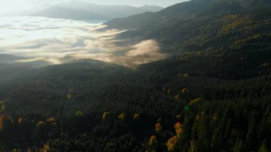 Hava manzarası: İnanılmaz Kalın Sabah Sisi Dağları Kaplıyor Baharat ve Ladin Ormanı.