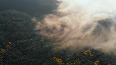Hava görüntüsü: Pines üzerinden Dağlardaki Sabah Bulutları 'na doğru uçmak.