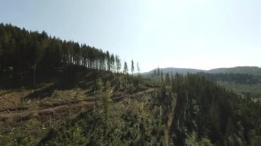 FPV Drone Birds Eye View Drone Görüntüsü: Dağlardaki Kesikler ve Kırık Ağaçlar Ormanında Uçuyor.