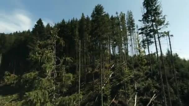 FPV 드론 공중 봉합선: 삼림 훼손 지역에서 삼림 훼손 지역을 비행하는 모습. — 비디오