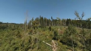 FPV İnsansız Hava Aracı: Uçan Uçan Ağaçların Üzerinde Düşüyor Ormansız Bölgede.