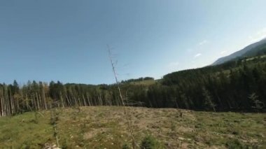 FPV İnsansız Hava Aracı: Uçan Uçan Ağaçların Üzerinde Düşüyor Ormansız Bölgede.