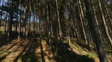 FPV Ormandaki Ağaçlar Arasında İHA Uçuşu