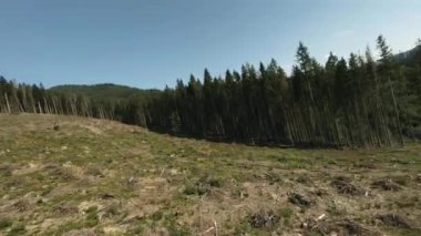 FPV İnsansız Hava Aracı: Uçan Uçan Ağaçların Üzerinde Düşüyor Ormansız Bölgede.