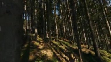 FPV Ormandaki Ağaçlar Arasında İHA Uçuşu