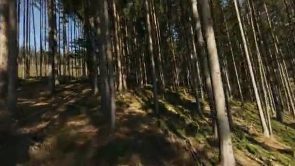 Беспилотник пролетел среди деревьев в горном лесу — стоковое видео