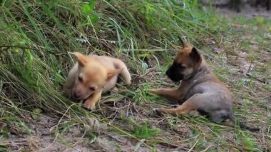 Evsiz Köpek Yavruları Çimenlerde Oynuyor.