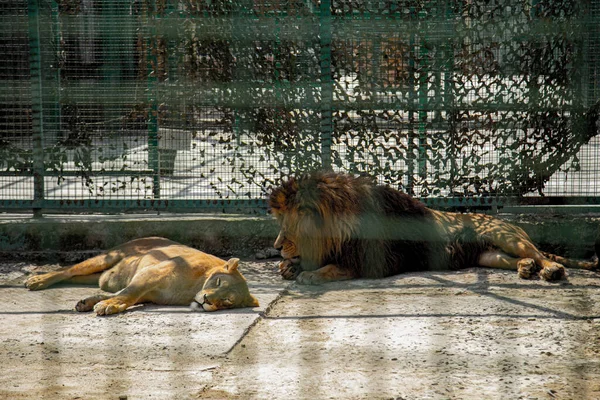 Hayvanat Bahçesi Kafesi 'nde Aslanlar Erkek ve Kadın. Mahkûm Hayvanlar.