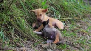 Evsiz Yavrular Çimlerde Oynuyor. Kırmızı ve Gri Küçük Köpekler Kemik Kemiriyor.