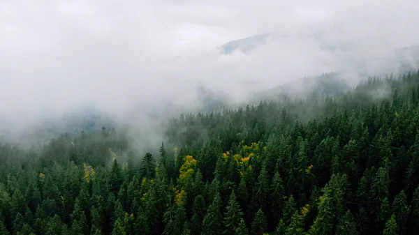 Воздушное Плавание После Дождливой Погоды Горах Туман Над Сосновым Лесом — стоковое фото