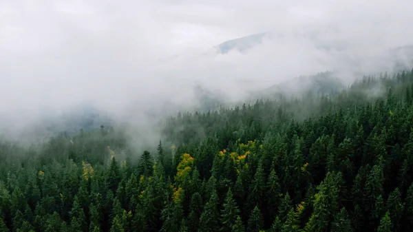 Dağlardaki Yağmurlu Hava 'dan sonra havadan yemek. Puslu Sis Çam Ağacı Ormanı 'nı silip süpürüyor. Misty Day 'deki dağ tepelerindeki Spruce Ormanı ağaçlarının hava görüntüleri. Güzel Sonbahar Ormanı 'nda sabah sisi.