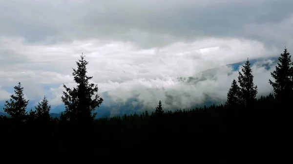 Uitzicht Vanuit Lucht Dennen Ongelooflijk Stoombos Misty Forest Vanuit Lucht — Stockfoto