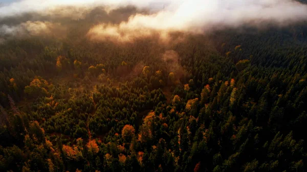 Hava manzarası: İnanılmaz Kalın Sabah Sisi Dağları Baharat ve Spruce Ormanı. Gündoğumu Sonbahar Zamanı.