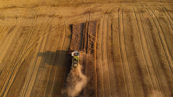 Letecký Snímek Nad Kombinovat Sklizeň Pšenice Při Západu Slunce — Stock fotografie