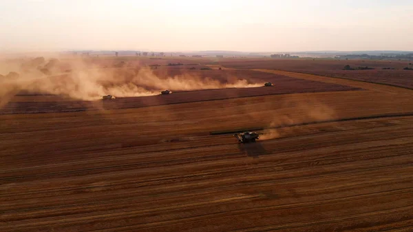 Hava Çekimi Günbatımında Hasat Buğdayını Çok Kişi Birleştirir — Stok fotoğraf