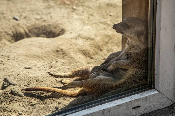 Bitkin Mutsuz Suricate Hayvanat Bahçesinde Otururken.