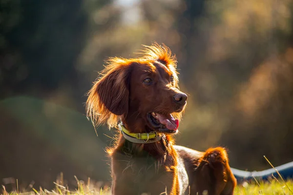 İrlanda Kızıl Yerleşimci Köpeğinin Portresi.