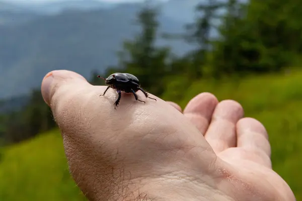Avuç İçi Doğada Siyah Böcek.