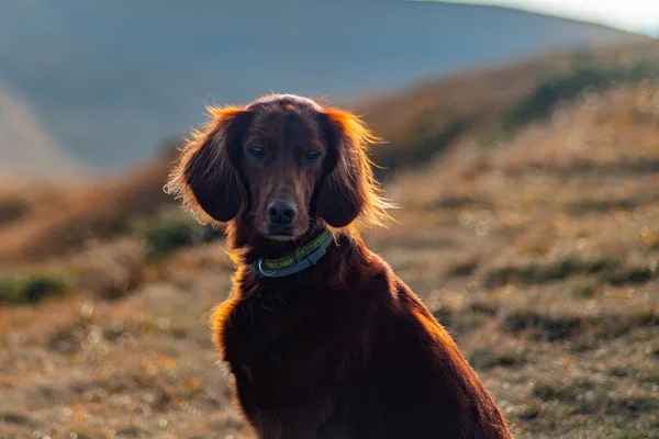 İrlanda Red Setter Dog 'un portresi. Arkaplanda Dağlar.