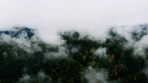 Luftaufnahmen Nach Regenwetter Den Bergen Nebelschwaden Wehen Über Den Kiefernwald — Stockfoto