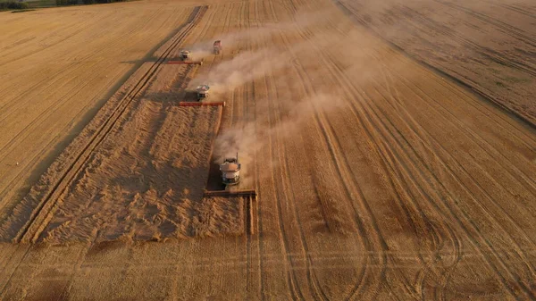 Luchtfoto Weinigen Combineren Oogsttarwe Bij Zonsondergang — Stockfoto