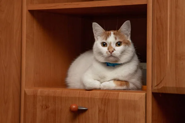 Beyaz ve Kırmızı Kedi Dolap Rafında Yatıyor.