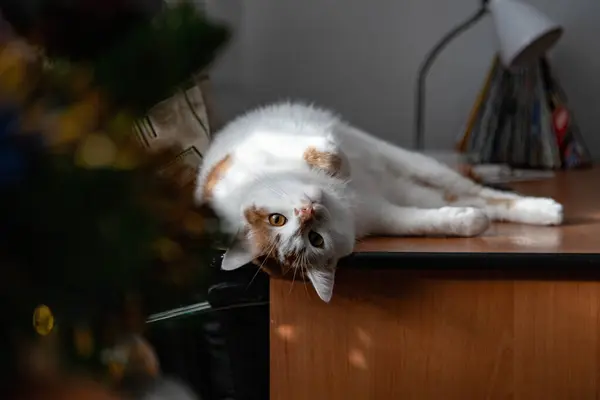 Meraklı Beyaz ve Kırmızı Kedi Masada uzanıyor ve Kameraya bakıyor.