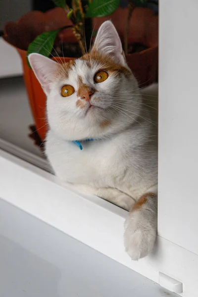 Kırmızı Gözlü Beyaz ve Kırmızı Meraklı Kedi Pencereye Bakıyor