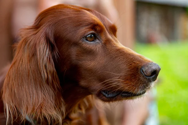 İrlanda Yerleşimcisi Kızıl Saçlı Köpek Portresi.