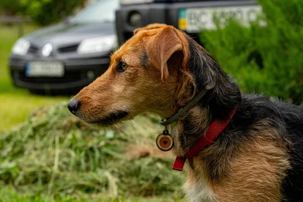 Kameraya Bakan Şirin Köpek Portresi.