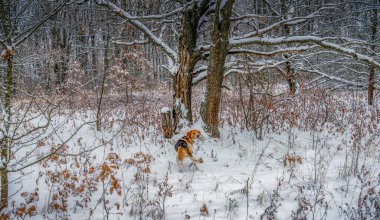 Kış karla kaplı bir ormanda tavşan arayan bir av köpeği.