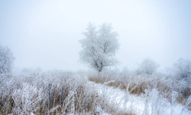 Kalın bir buz tabakasıyla kaplı bir ağaç karla kaplı kırsal bir yolun kenarında duruyor.