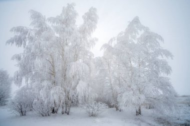 Kış manzarası, yoğun bir kar yağışı sonrasında güneşin ışınları huş ağaçlarının karla kaplı dallarını delip geçer.