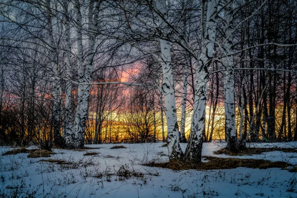 Fim Inverno Início Primavera Degelo Bosque Bétula Visível Fundo Pôr — Fotografia de Stock