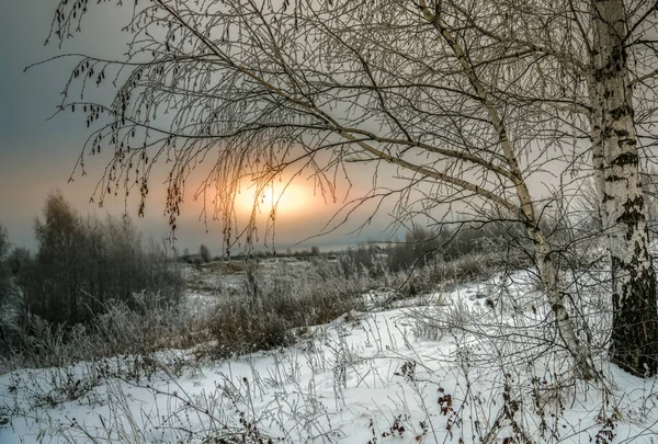Eine Gefrorene Birke Die Einem Kalten Winterabend Vor Dem Hintergrund — Stockfoto