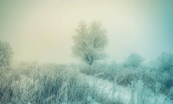 Soğuk Bir Kış Günü Tüm Bitkiler Kalın Bir Buz Tabakasıyla — Stok fotoğraf