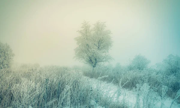 Jour Hiver Givré Toutes Les Plantes Sont Couvertes Une Épaisse — Photo