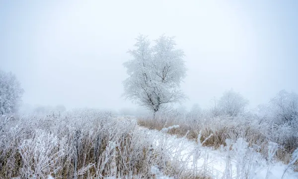 Uma Árvore Coberta Com Uma Espessa Camada Geada Fica Perto — Fotografia de Stock