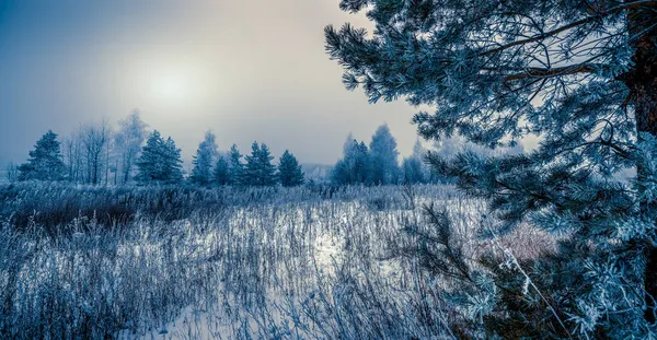 Снежные Сосновые Ветви Фоне Молодых Сосен Покрытых Снегом — стоковое фото
