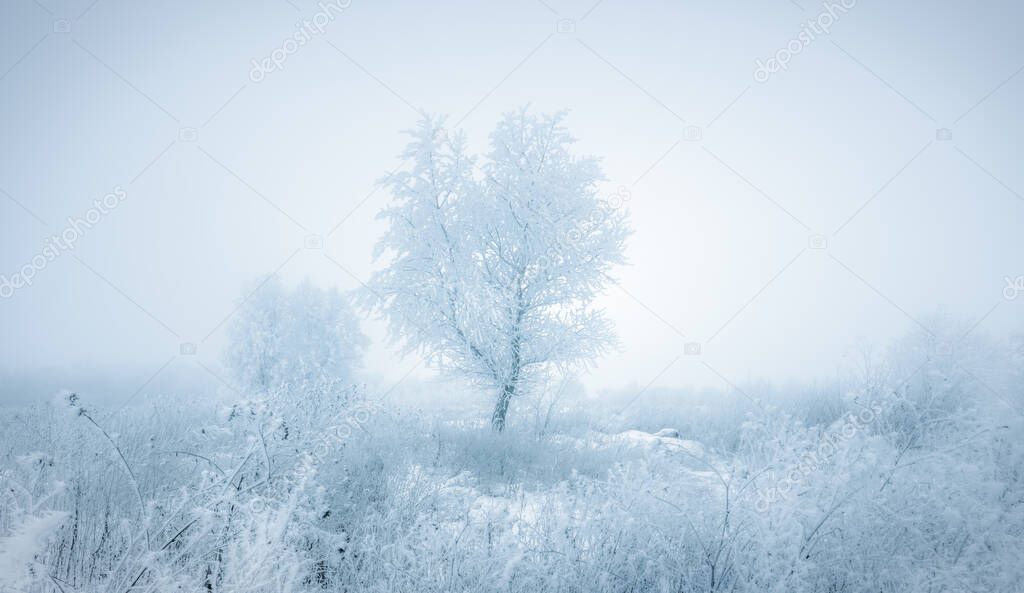A frosty winter day, all the plants are covered with a thick layer of frost, and instead of the sun, only a cold glow in a thick fog