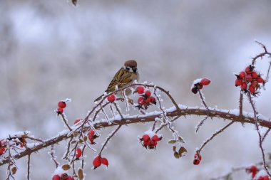 Donmuş bir serçe, soğuk bir kış sabahı kırmızı böğürtlenli bir gül ağacının dikenli ve karla kaplı dalında oturur.