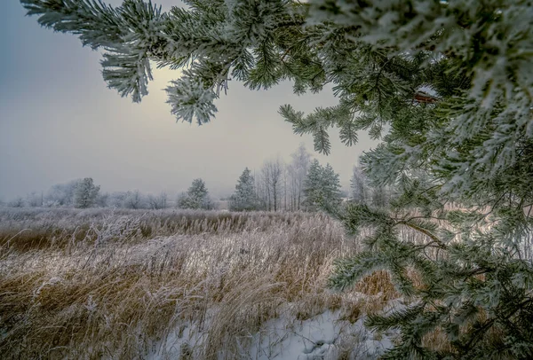 雪に覆われた若い松の背景に雪に覆われた松の枝 — ストック写真