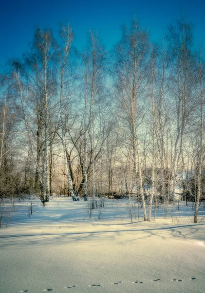 Морозное Солнечное Утро Снежной Холодной Зимы Одинокие Следы Животных Длинные — стоковое фото