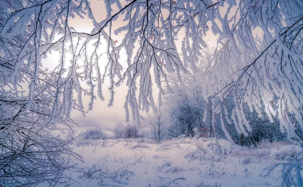 Ramos Árvores Cobertos Geada Fundo Uma Paisagem Coberta Neve Inverno — Fotografia de Stock